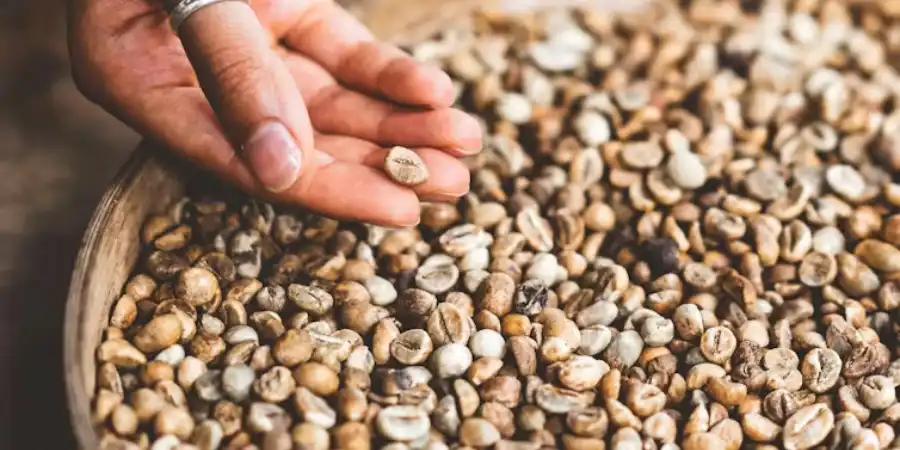 طعم قهوه بدون کافئین 